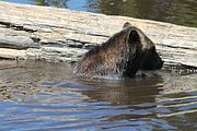 13 - Grouse Mountain - IMG_1527